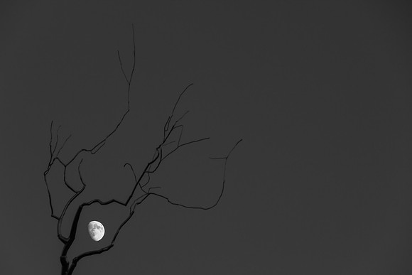 Moonlight Embrace