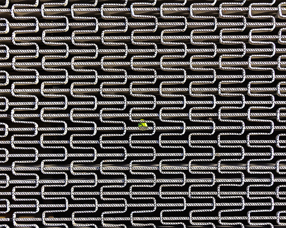 Gum
