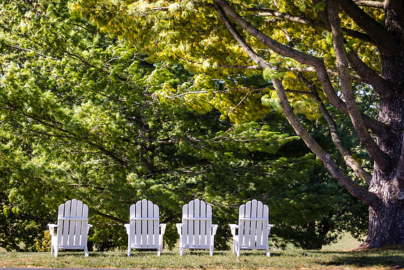 Tree Breeze